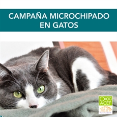 Imagen de la categoría Identificacion mediante microchip en gatos